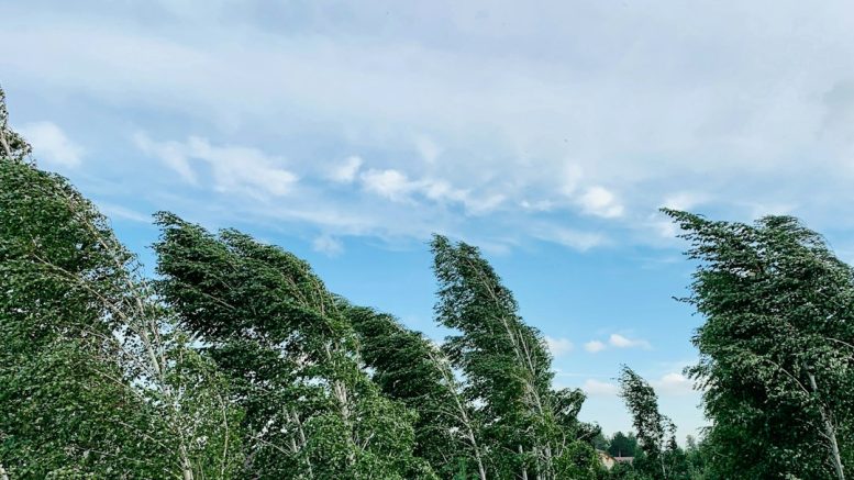 Haies brise-vent et de clôture : planter, puis entretenir sans s'épuiser